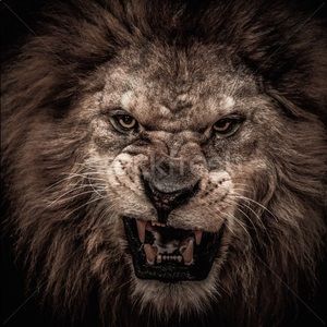 Meet your Posher, Leonardo